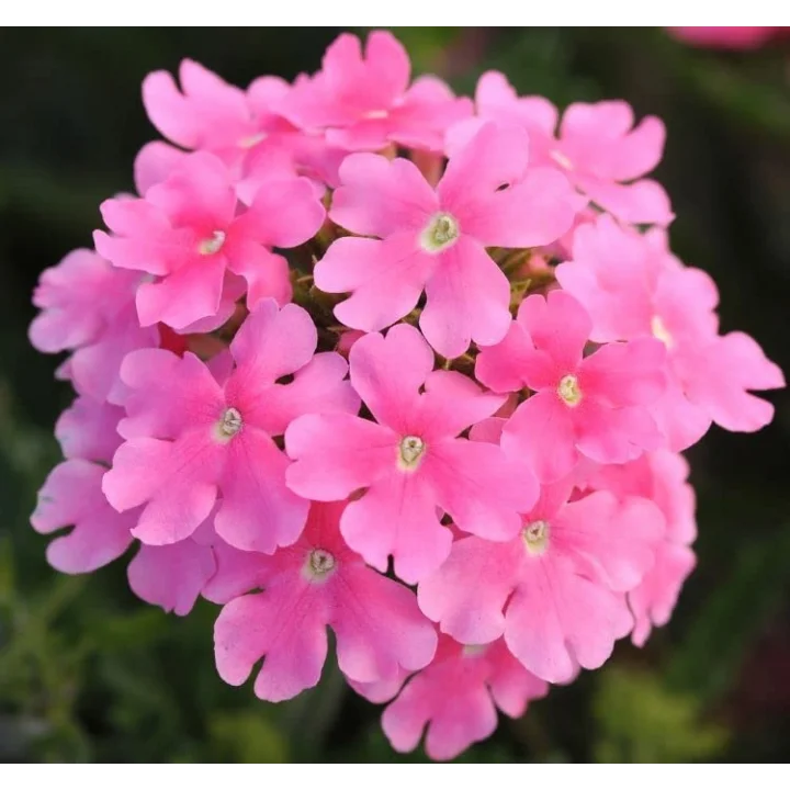 Mine Çiçeği (Sarkan Çok Dallanan) Pembe Renkli - 10 Tohum