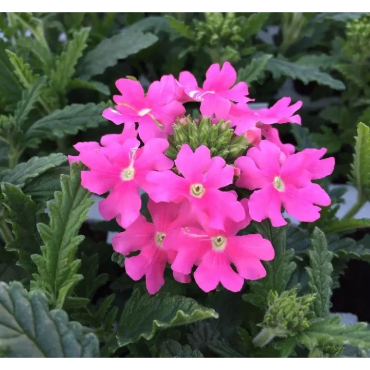 Mine Çiçeği (Sarkan Çok Dallanan) Pembe Renkli - 10 Tohum