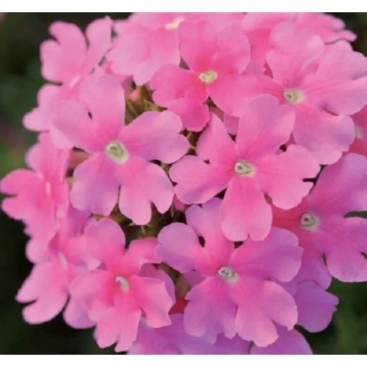 Mine Çiçeği (Sarkan Çok Dallanan) Pembe Renkli - 10 Tohum