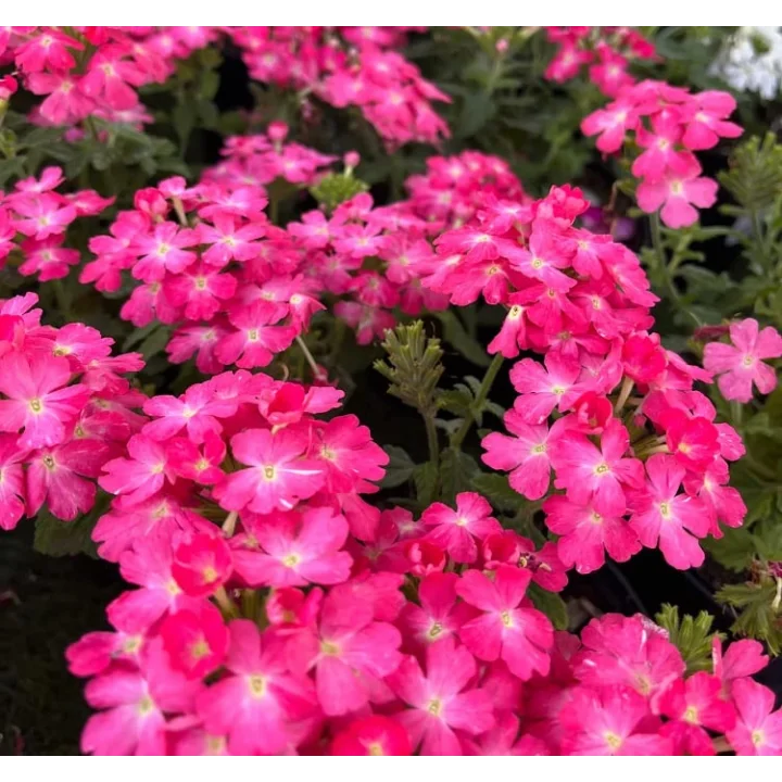 Mine Çiçeği (Sarkan Çok Dallanan) Pembe Renkli - 10 Tohum