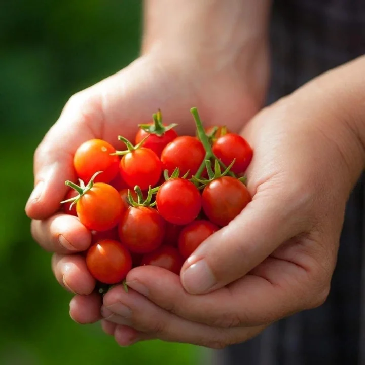 Mini Üzüm Cherry Domates Tohumu 10+ Tohum Saksı ve Balkon İçin
