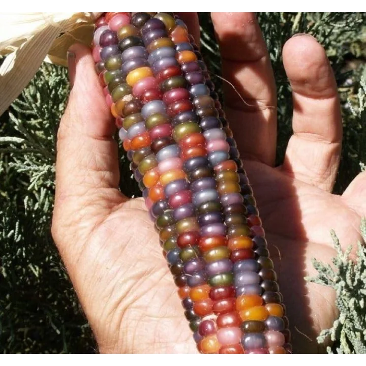 MISIR RENKLİ (ÇOKLU TOHUM) - 10 Gram