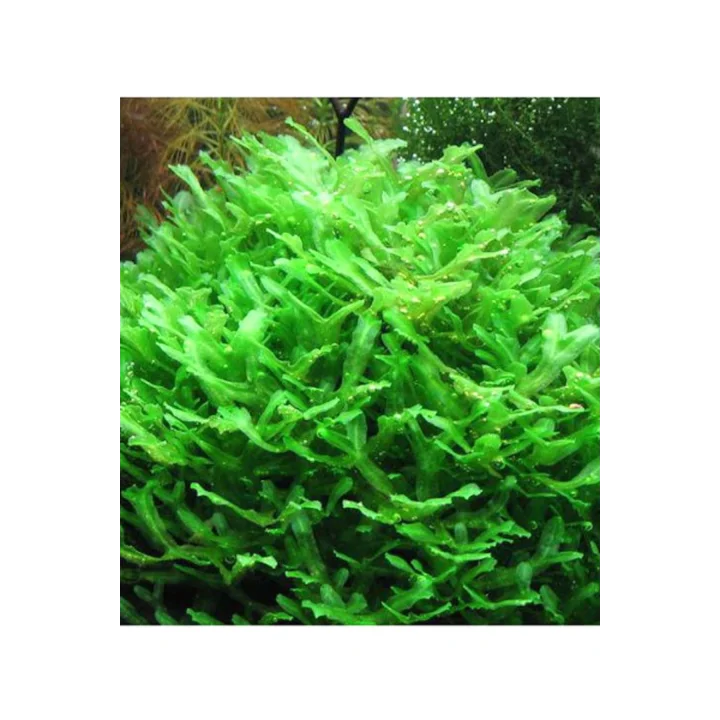Monosolenium Tenerum Pellia Moss 10x10cm Canlı Bitki