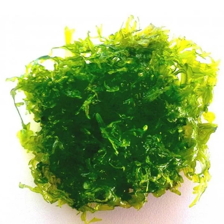 Monosolenium Tenerum Pellia Moss 10x10cm Canlı Bitki