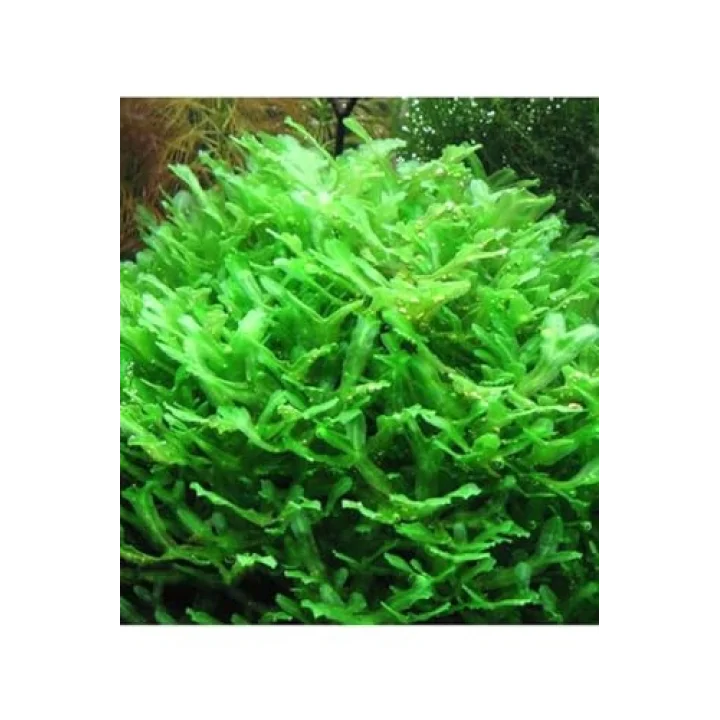 Monosolenium Tenerum Pellia Moss 10x10cm Canlı Bitki