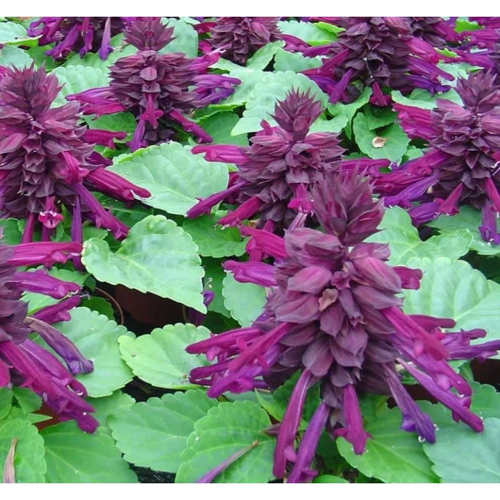 Mor Ateş Çiçeği - Salvia F1 Tohumu (30 Tohum)