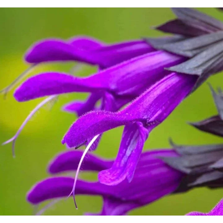 Mor Ateş Çiçeği - Salvia F1 Tohumu (30 Tohum)