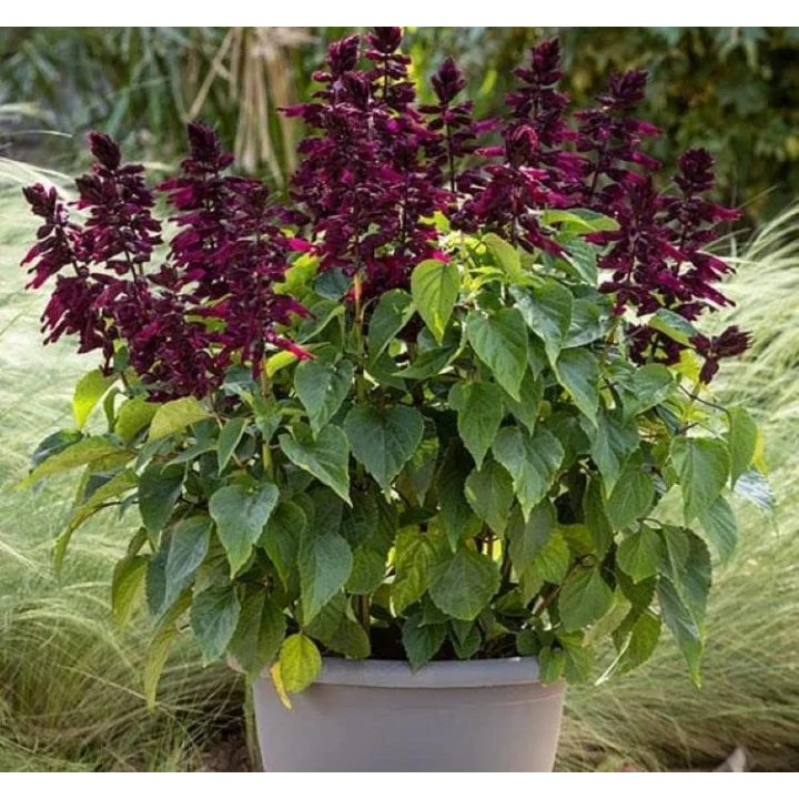 Mor Ateş Çiçeği - Salvia F1 Tohumu (30 Tohum)