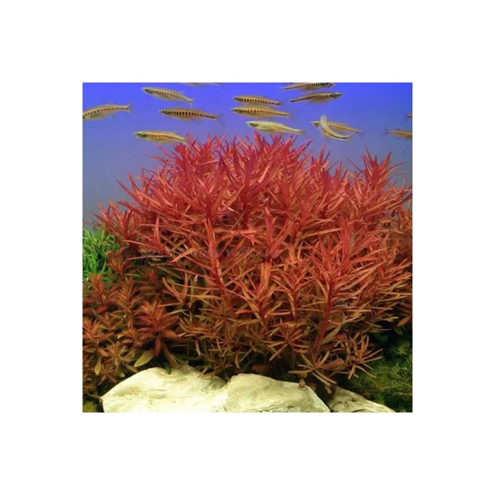Nesaea Crassicaulis Saksı Canlı Bitki