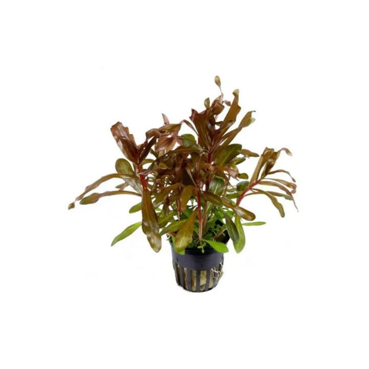 Nesaea Crassicaulis Saksı Canlı Bitki