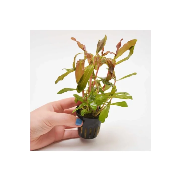 Nesaea Crassicaulis Saksı Canlı Bitki