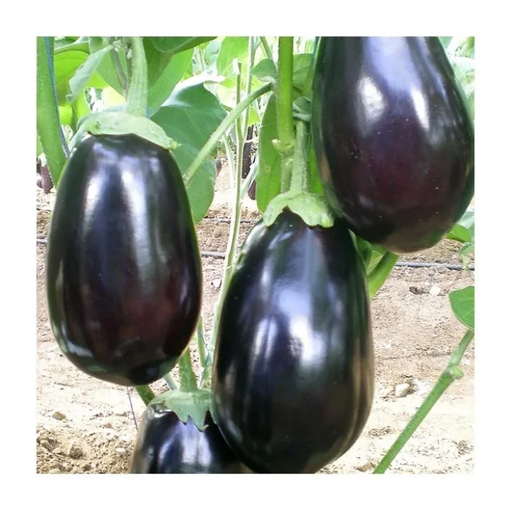 Patlıcan Antep Dolmalık Tohumu - Aksel 10 gr
