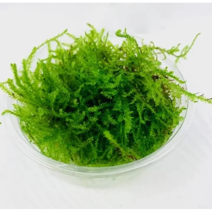 Peacock Moss Kutu Canlı Bitki