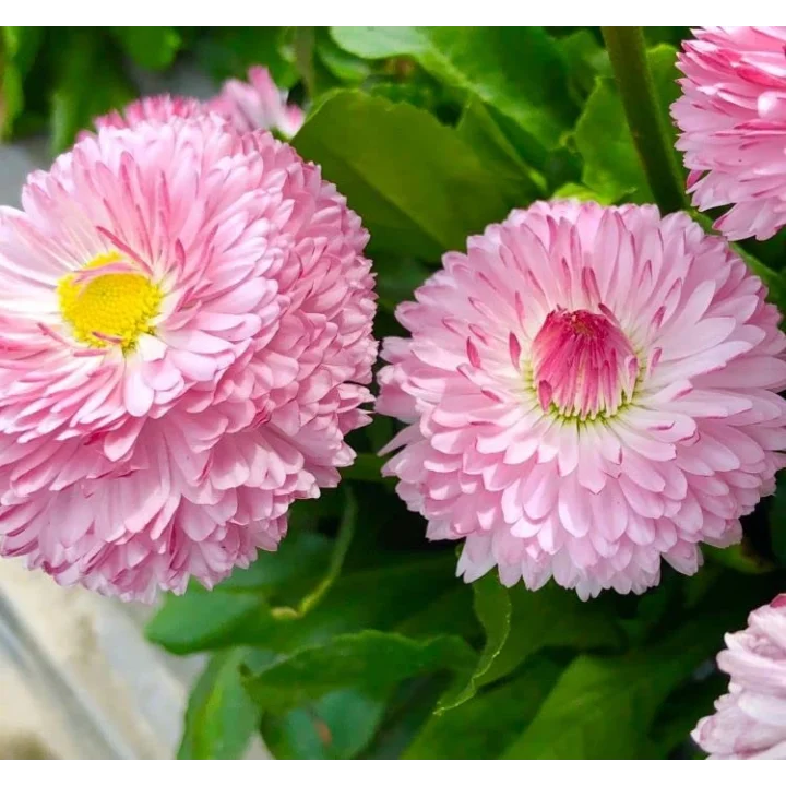 Pembe Katmerli Şeker Tabağı F1 Tohumu (30 Tohum)