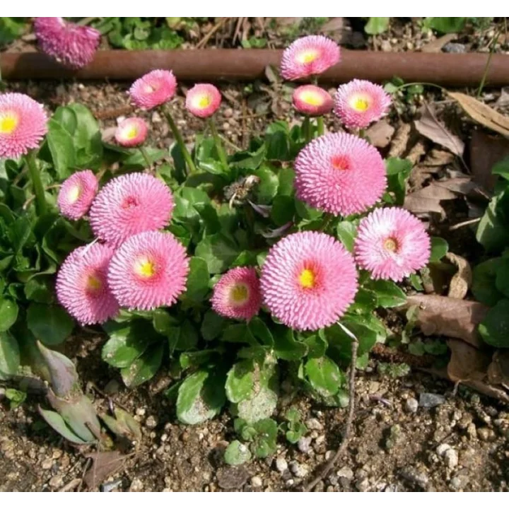 Pembe Katmerli Şeker Tabağı F1 Tohumu (30 Tohum)