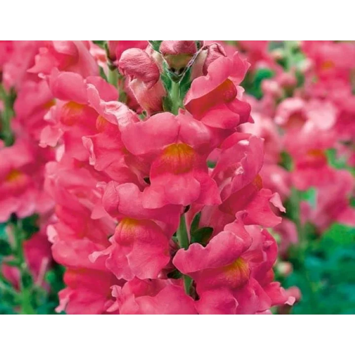 Pembe Renk Uzun Boylu Aslan Ağzı (25 Tohum)
