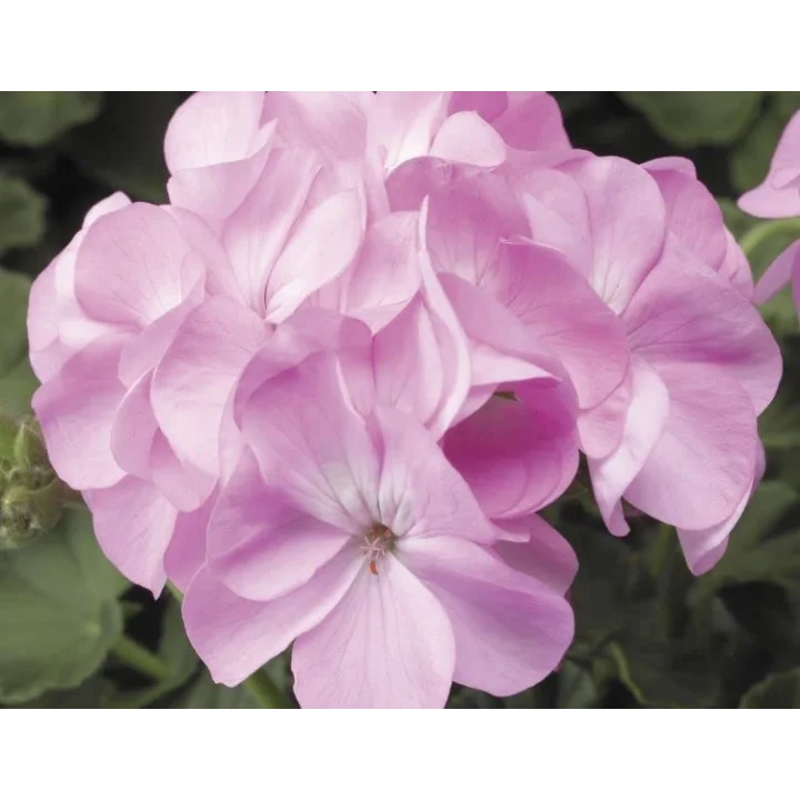 Pembe Sardunya (10 Tohum)