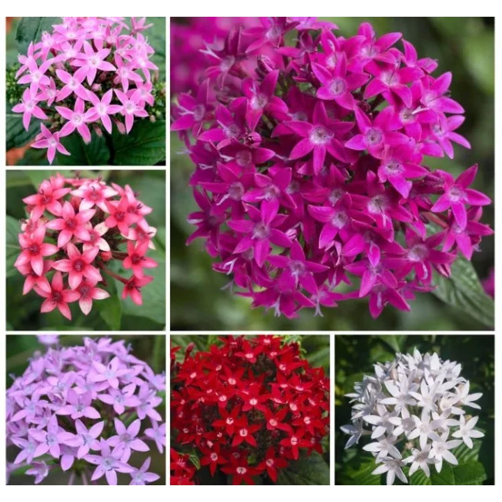 Pentas Çiçeği Tohumu (İri çiçekli Bodur) Karışık Renkli - 5 Tohum