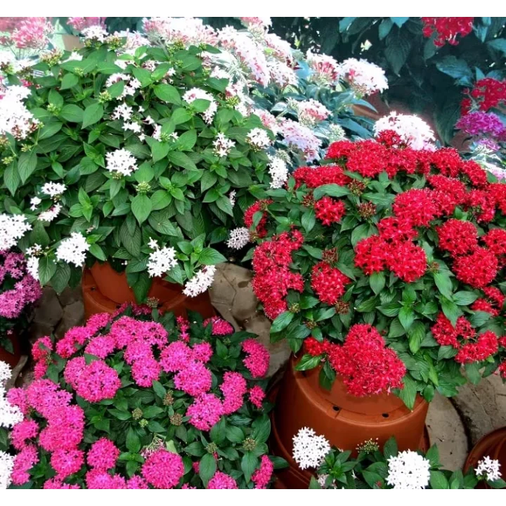 Pentas Çiçeği Tohumu (İri çiçekli Bodur) Karışık Renkli - 5 Tohum