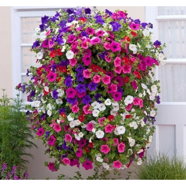 PETUNİA (ÇOKLU TOHUM) - 80 Tohum - KARIŞIK Renk