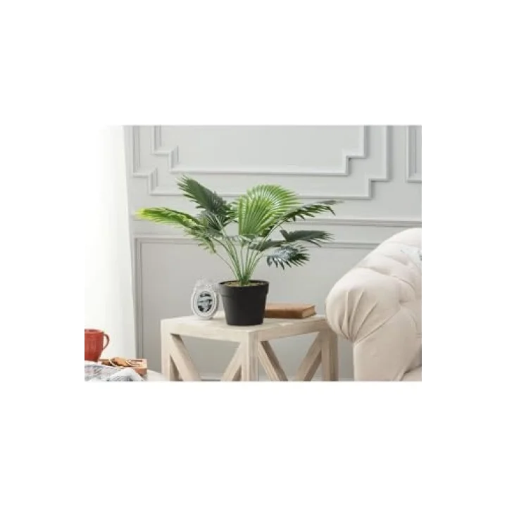 Plaquela Saksılı Bitki