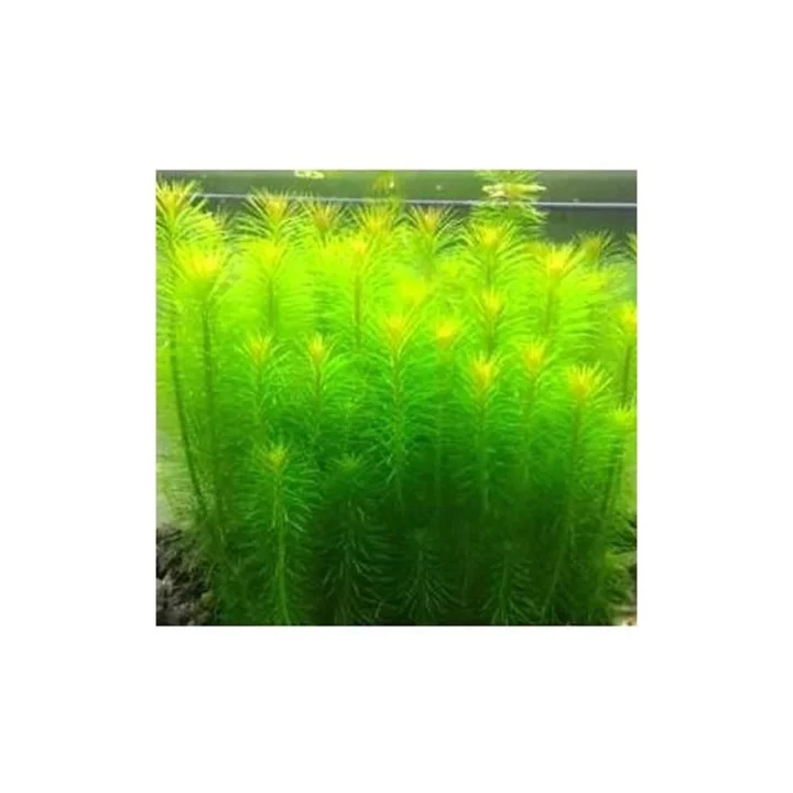 Pogostemon Erectus In Vitro Cup Canlı Bitki