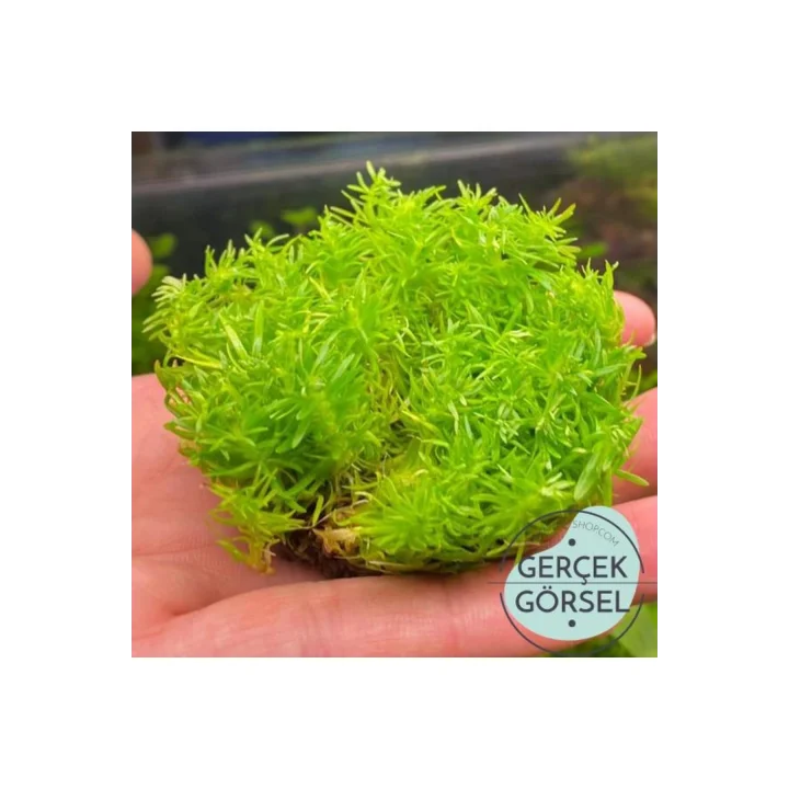 Pogostemon Erectus In Vitro Cup Canlı Bitki
