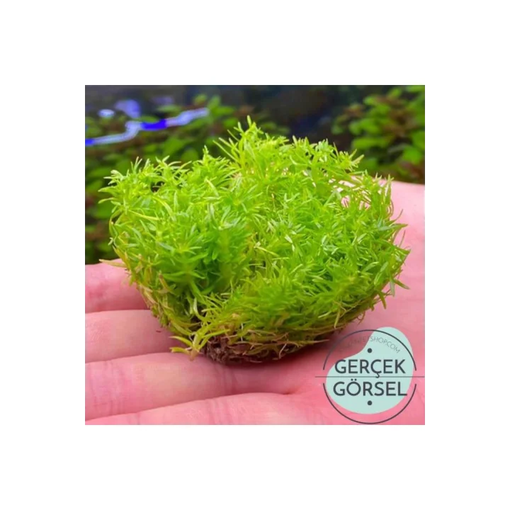 Pogostemon Erectus In Vitro Cup Canlı Bitki