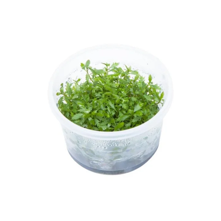 Proserpinaca Palustris Cuba In Vitro Cup Canlı Bitki