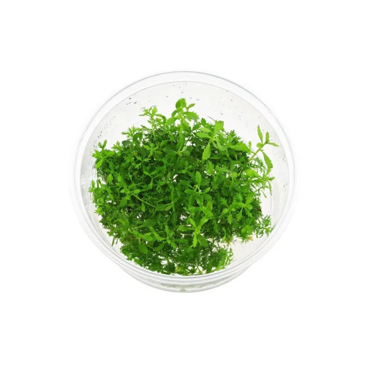 Proserpinaca Palustris Cuba In Vitro Cup Canlı Bitki