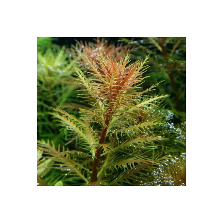 Proserpinaca Palustris Cuba In Vitro Cup Canlı Bitki