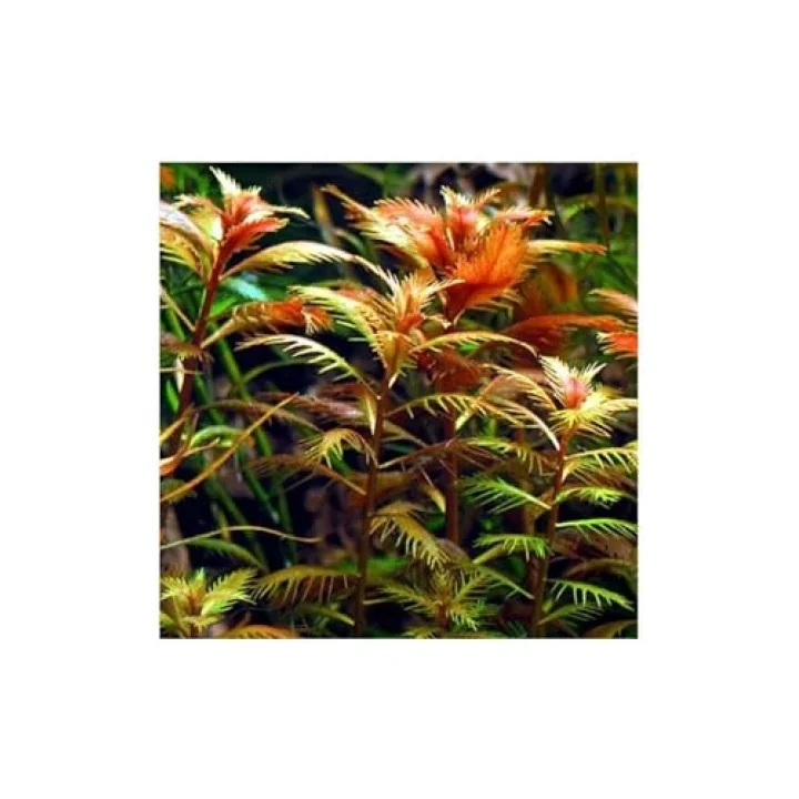 Proserpinaca Palustris Saksı Canlı Bitki TR-P300