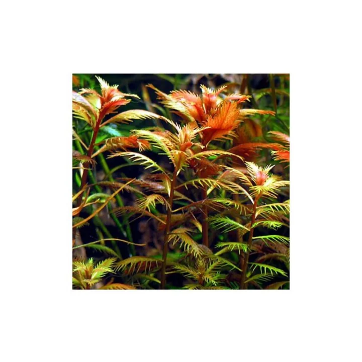 Proserpinaca Palustris Saksı Canlı Bitki TR-P300