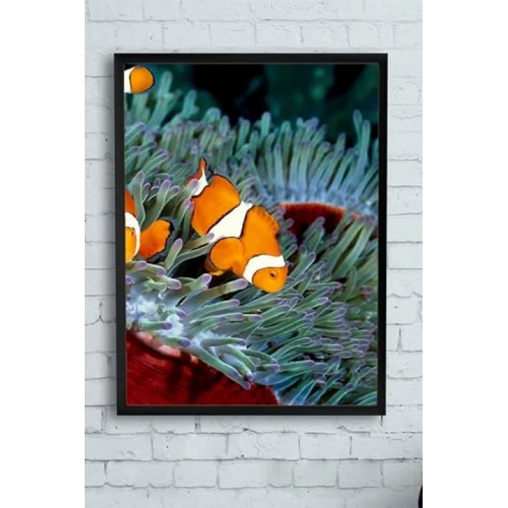 (pster10018) Balık Hayvan Çerçeveli Tablo (50x70cm)