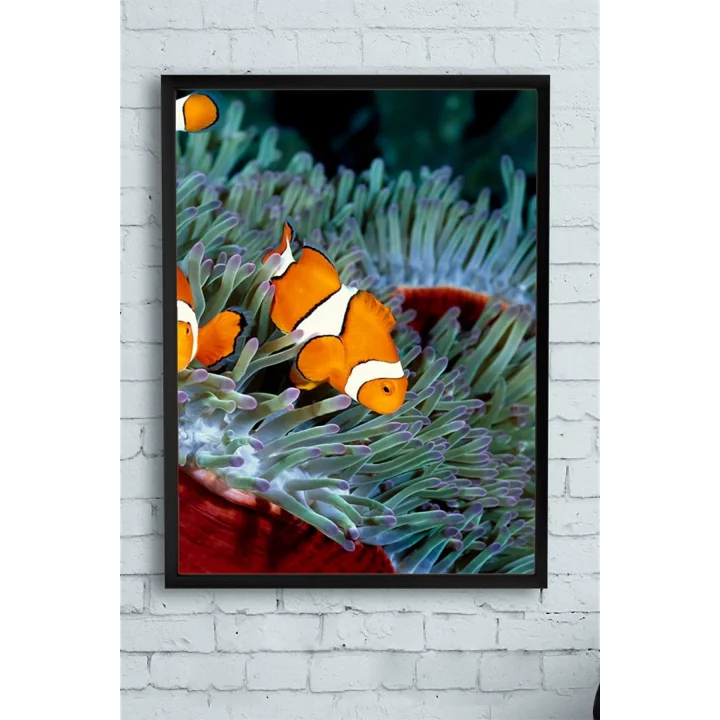 (pster10018) Balık Hayvan Çerçeveli Tablo (50x70cm)