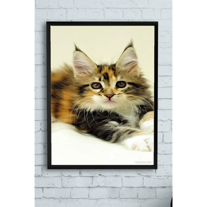 (pster11558) Kedi Hayvan Çerçeveli Tablo 5 (50x70cm)