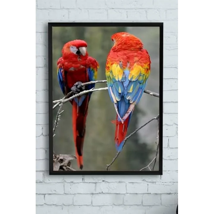 (pster12927) Papağan Hayvan Çerçeveli Tablo (30 X 40cm)