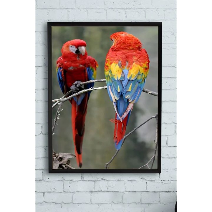 (pster12927) Papağan Hayvan Çerçeveli Tablo (30 X 40cm)