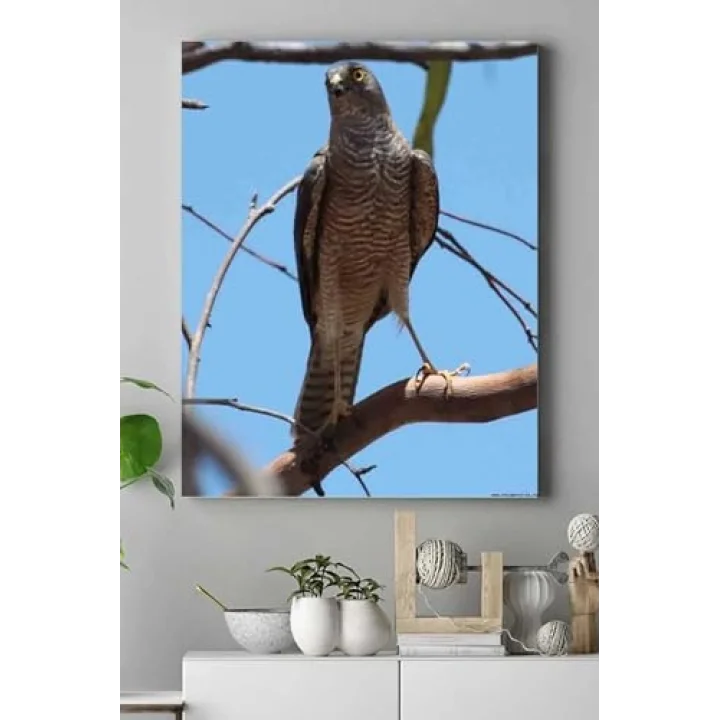 (pster15057) Atmaca Hayvan Kanvas Tablo 50 x 70