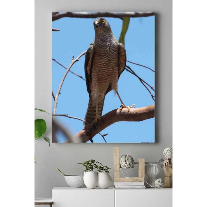 (pster15057) Atmaca Hayvan Kanvas Tablo 50 x 70