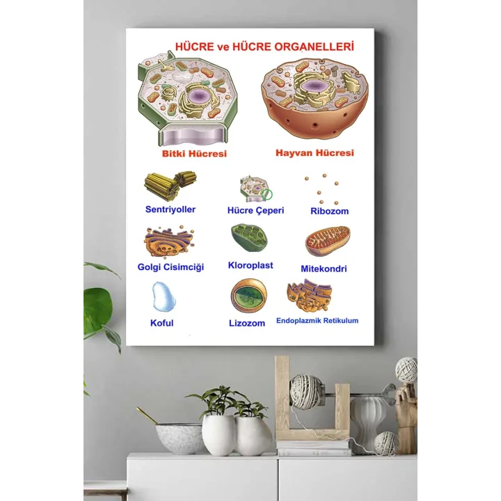 (pster15378) Hücre Eğitim Kanvas Tablo 40 x 60