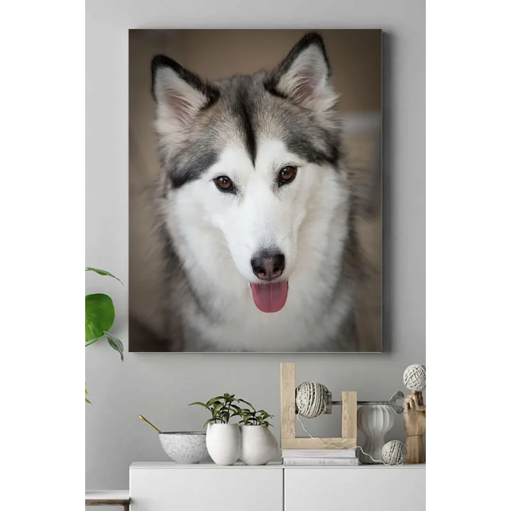 (pster16250) Husky Hayvan Kanvas Tablo 30 x 40