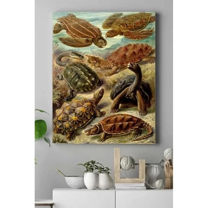 (pster16445) Kaplumbağa Hayvan Kanvas Tablo 40 x 60
