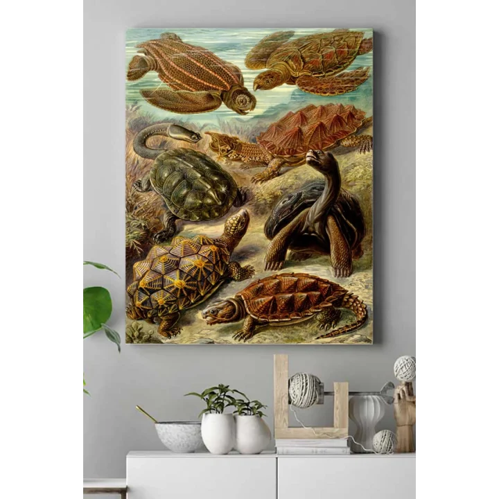 (pster16445) Kaplumbağa Hayvan Kanvas Tablo 40 x 60