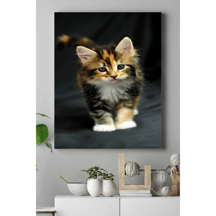 (pster16470) Kedi Hayvan Kanvas Tablo 2 40 x 60