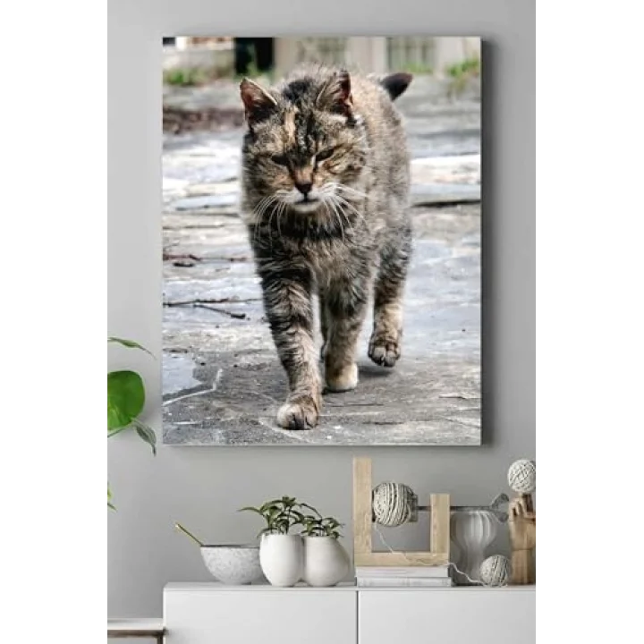 (pster16477) Kedi Hayvan Kanvas Tablo 3 21 x 30