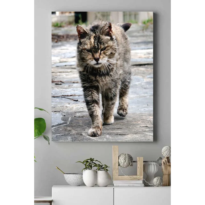 (pster16477) Kedi Hayvan Kanvas Tablo 3 21 x 30