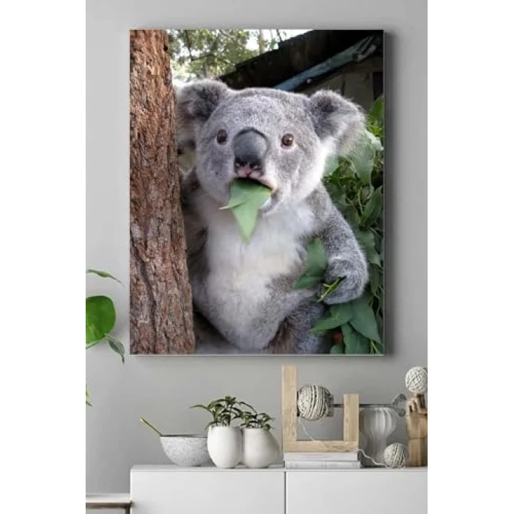 (pster16678) Koala Hayvan Kanvas Tablo 40 x 60