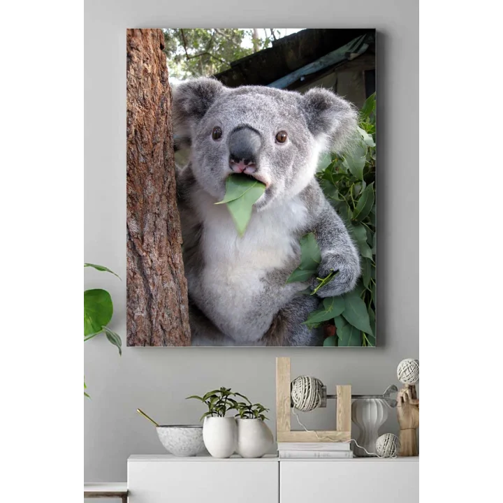 (pster16678) Koala Hayvan Kanvas Tablo 40 x 60