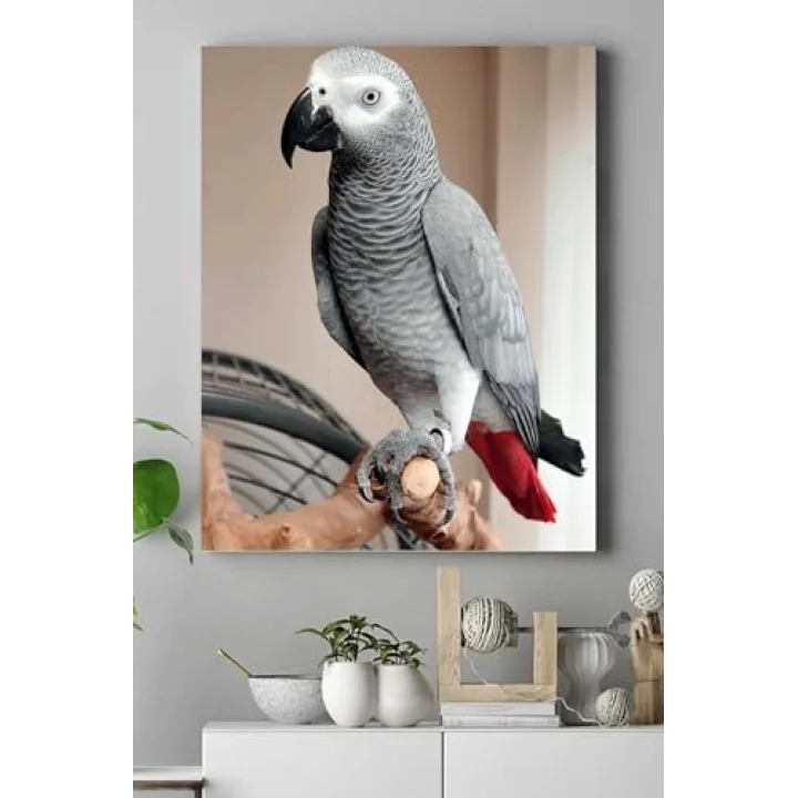 (pster17595) Papağan Hayvan Kanvas Tablo 2 40 x 60
